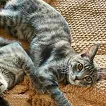 Thumbnail photo of Les #4