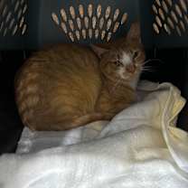 Thumbnail photo of Prince Charming #2