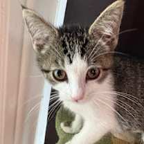 Thumbnail photo of Sophia #3