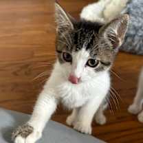 Thumbnail photo of Sophia #4