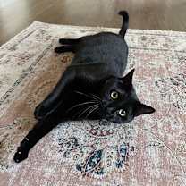 Thumbnail photo of Kin #3