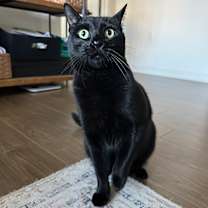 Thumbnail photo of Kin #4