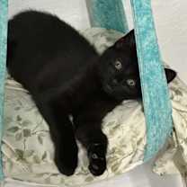 Thumbnail photo of Cash #4