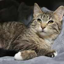 Thumbnail photo of Halo #2