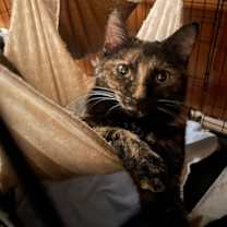 Thumbnail photo of Montana #1