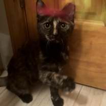 Thumbnail photo of Montana #2