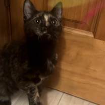 Thumbnail photo of Montana #4