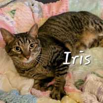 Thumbnail photo of Iris #king-of-cozy #1
