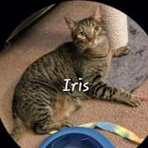 Thumbnail photo of Iris #king-of-cozy #2