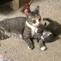 Thumbnail photo of Olive #3