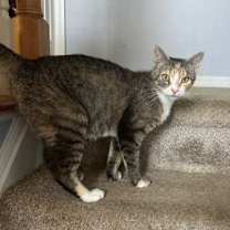 Thumbnail photo of Olive #4