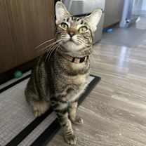 Thumbnail photo of Katniss Everbean #3