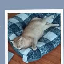 Thumbnail photo of Milo  - Intuitive, Sensitive #1