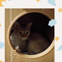 Thumbnail photo of Milo  - Intuitive, Sensitive #3