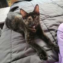 Thumbnail photo of Lucy Ricardo #2