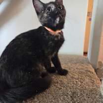 Thumbnail photo of Lucy Ricardo #3