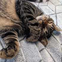 Thumbnail photo of Godzilla #monster-duo #2