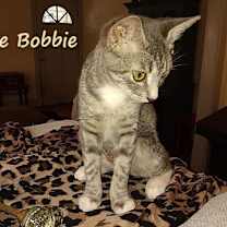 Thumbnail photo of Little Bobbie #bestie-of-Tango #1
