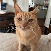 Thumbnail photo of MARTINELLI #1