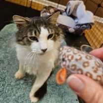 Thumbnail photo of Fluffy #2