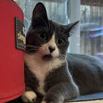 Thumbnail photo of Mint Julep #1