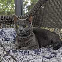 Thumbnail photo of GRACE #1