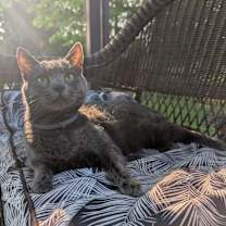 Thumbnail photo of GRACE #2