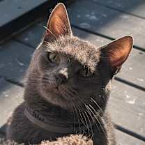 Thumbnail photo of GRACE #3