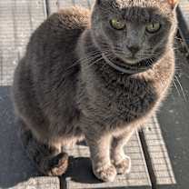 Thumbnail photo of GRACE #4