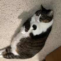 Thumbnail photo of Tubbies #3