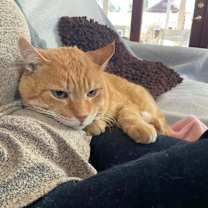 Thumbnail photo of Lakota #2