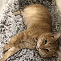 Thumbnail photo of Lakota #3