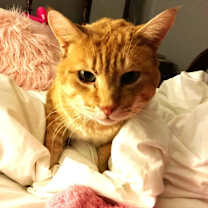 Thumbnail photo of Lakota #4