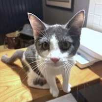 Thumbnail photo of Gypsy C Seago #3