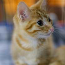 Thumbnail photo of Nick #2