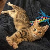 Thumbnail photo of Cher #3