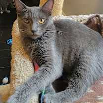 Thumbnail photo of Concord #1