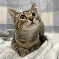 Thumbnail photo of Lark #1