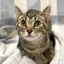 Thumbnail photo of Lark #2