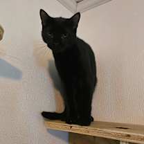 Thumbnail photo of Chili Pepper #1