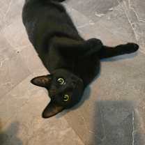 Thumbnail photo of Habanero #1