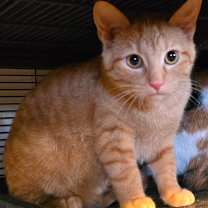 Thumbnail photo of Chip #2