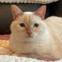 Thumbnail photo of Koko #1