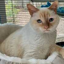 Thumbnail photo of Koko #2