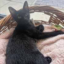 Thumbnail photo of Cinderella #1