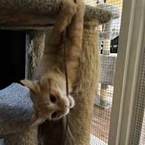 Thumbnail photo of Nuka & Sassy #2