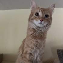 Thumbnail photo of Nuka & Sassy #1