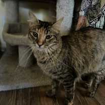 Thumbnail photo of Nuka & Sassy #3