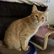 Thumbnail photo of Nuka & Sassy #4