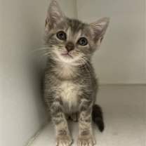 Thumbnail photo of ANCHOR #2